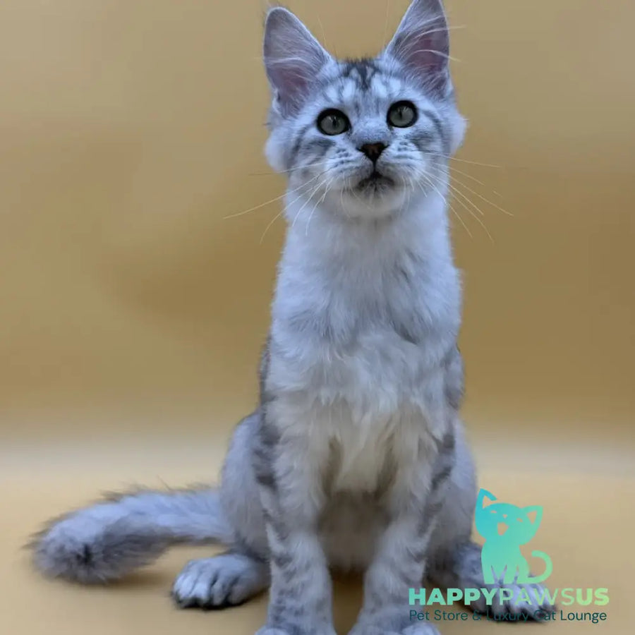 Michelina Maine Coon polydactyl 6x6x6x6 female black silver spotted tabby - live animals