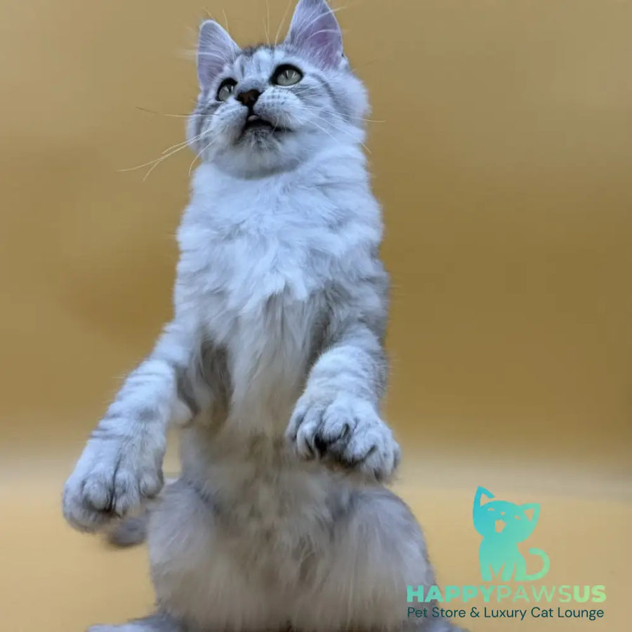 Michelina Maine Coon polydactyl 6x6x6x6 female black silver spotted tabby - live animals
