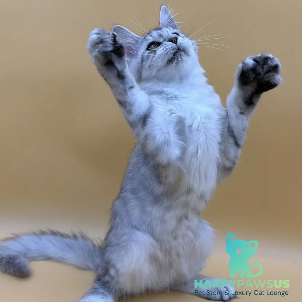 Michelina Maine Coon polydactyl 6x6x6x6 female black silver spotted tabby - live animals