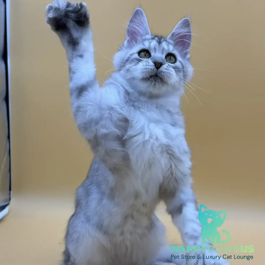 Michelina Maine Coon polydactyl 6x6x6x6 female black silver spotted tabby - live animals