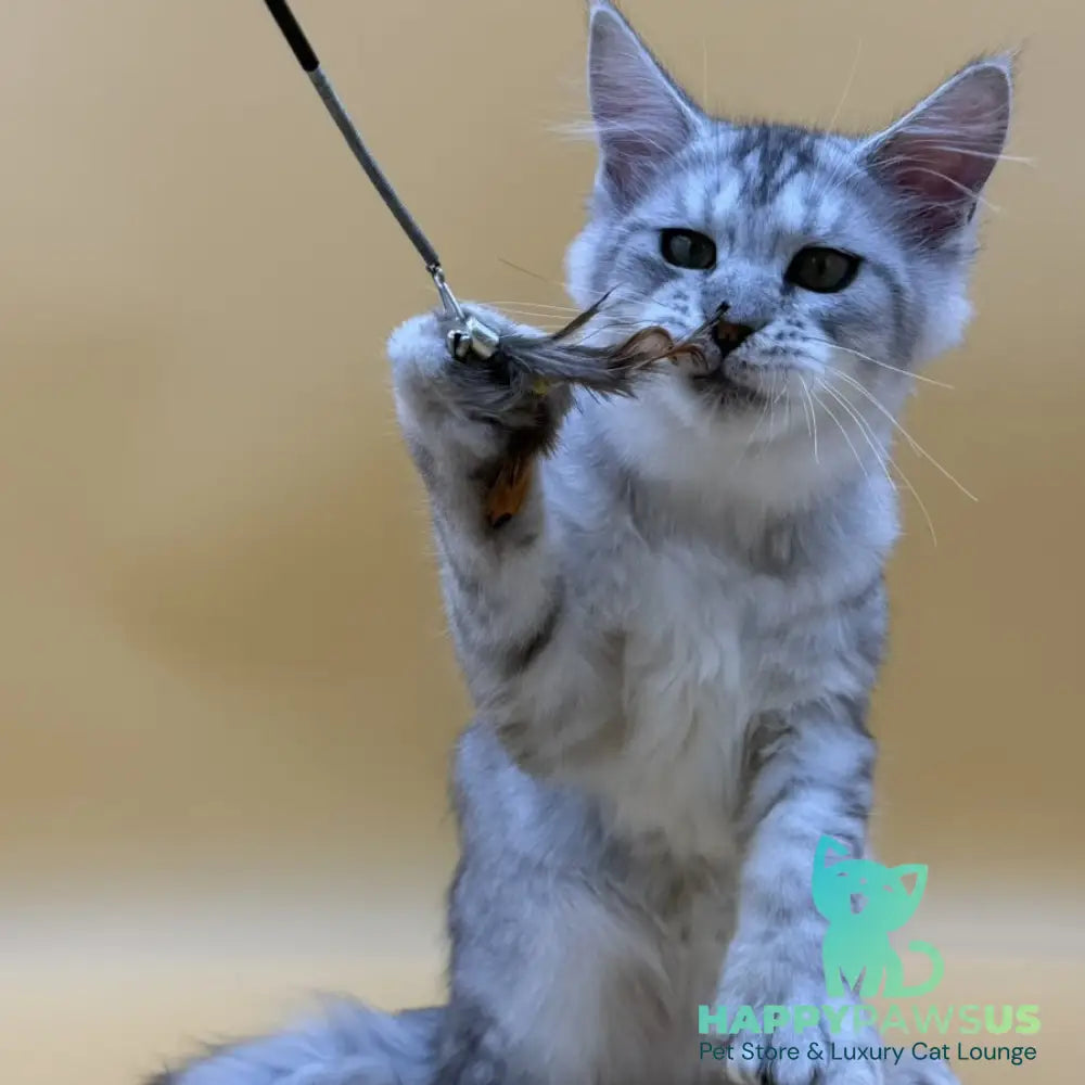 Michelina Maine Coon polydactyl 6x6x6x6 female black silver spotted tabby - live animals