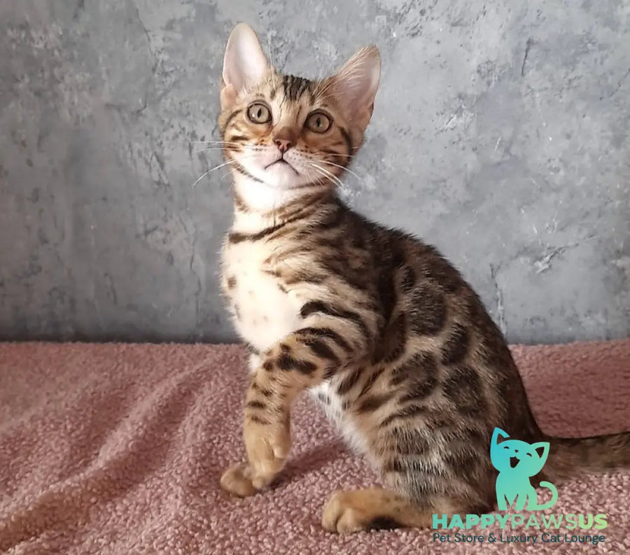 Michelle Bengal female black spotted tabby - live animals