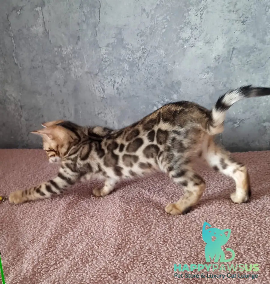 Michelle Bengal female black spotted tabby - live animals