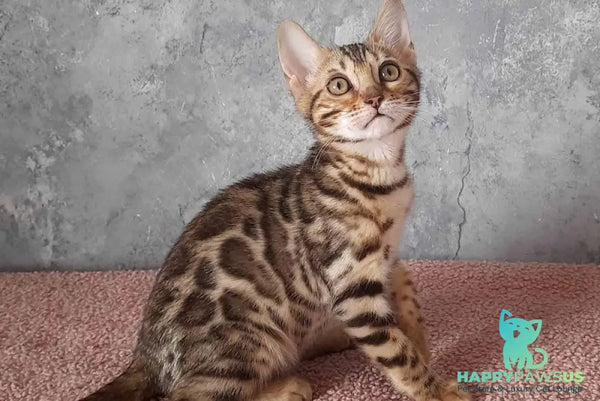 Michelle Bengal female black spotted tabby - live animals