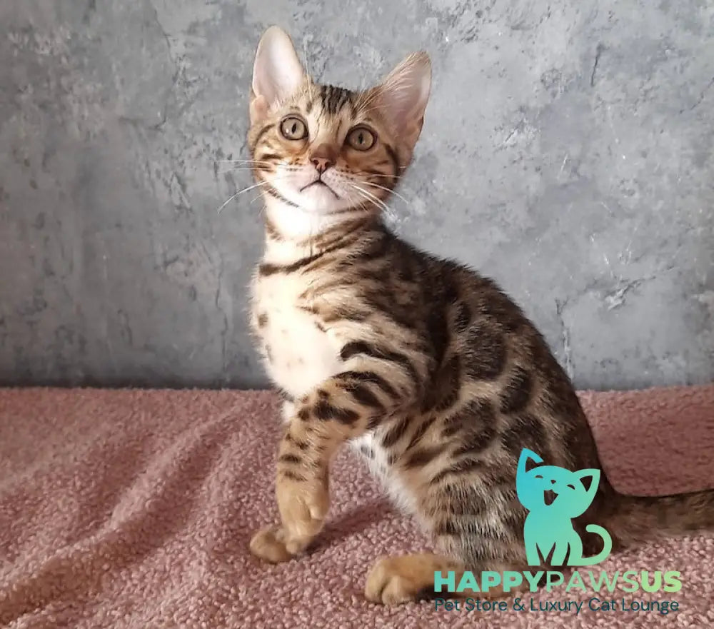 Michelle Bengal female black spotted tabby - live animals