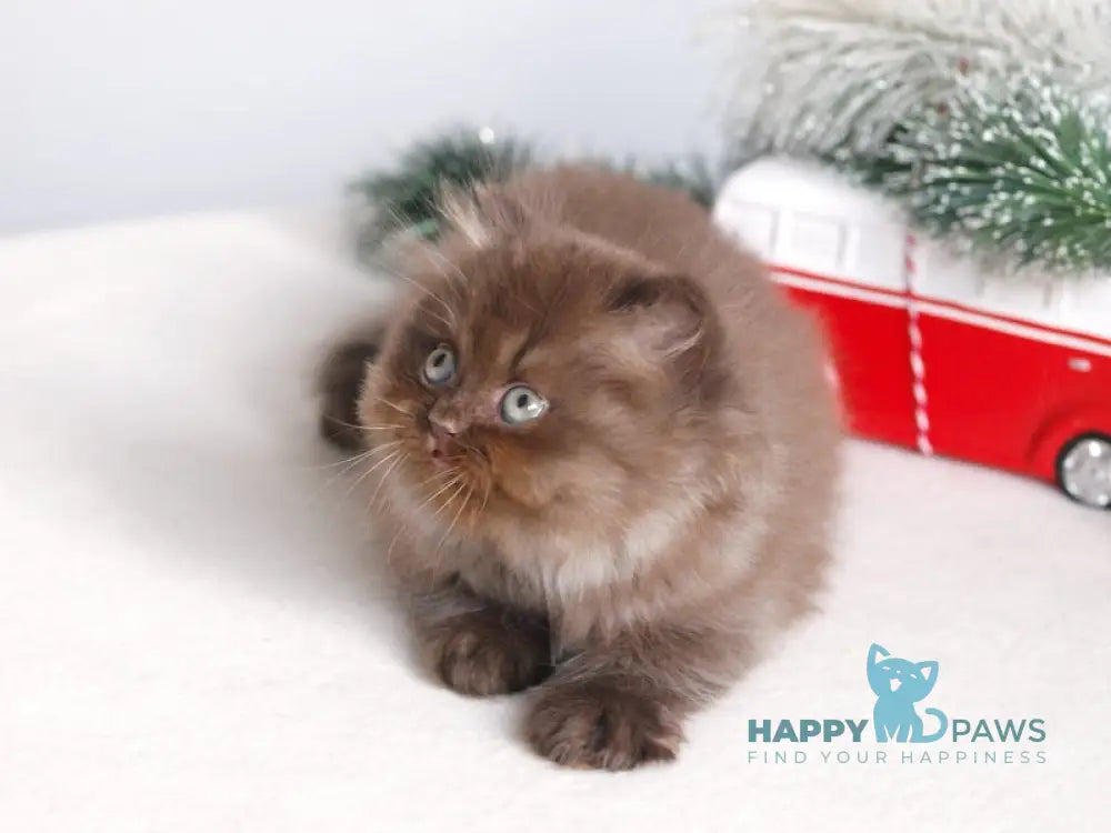 Michelle British Longhair female chocolate live animals