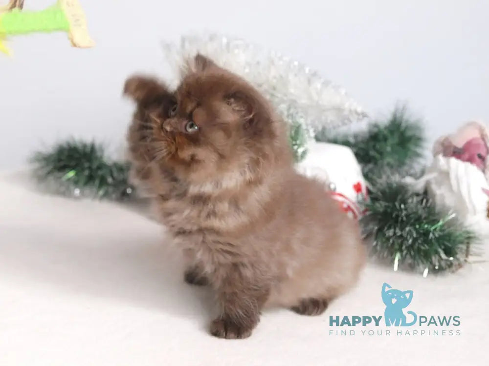 Michelle British Longhair female chocolate live animals