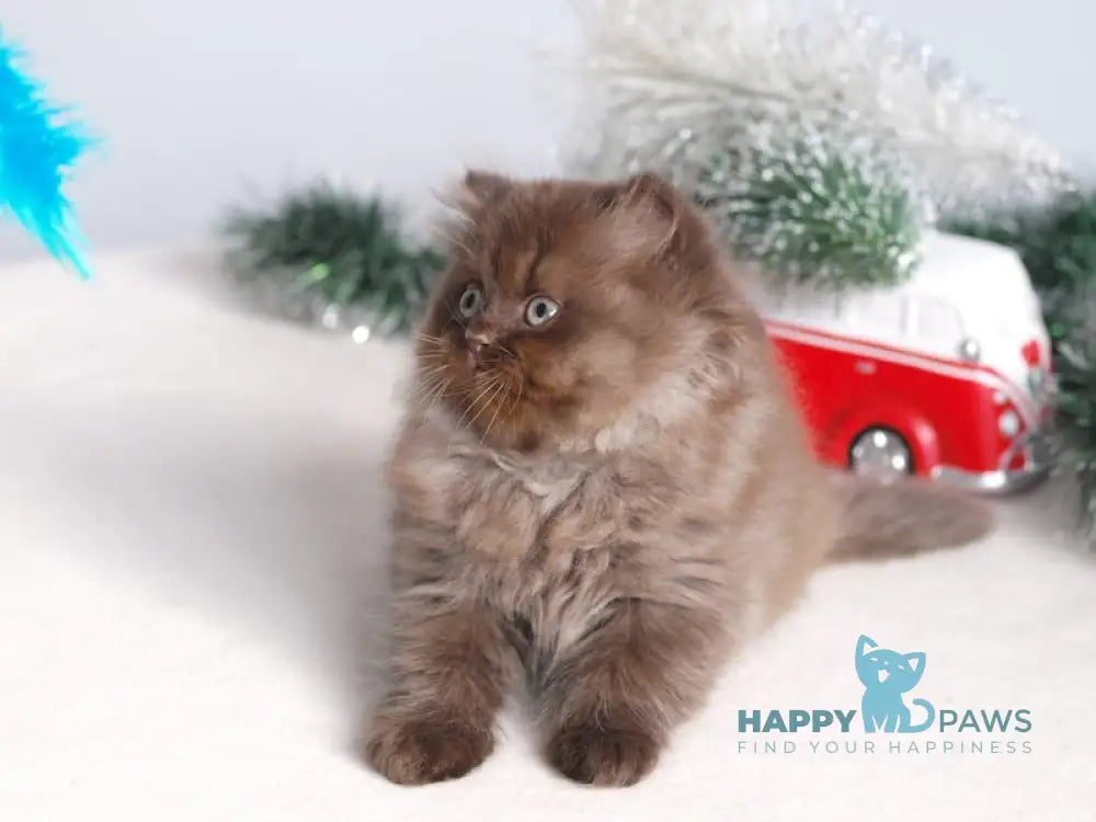 Michelle British Longhair female chocolate live animals