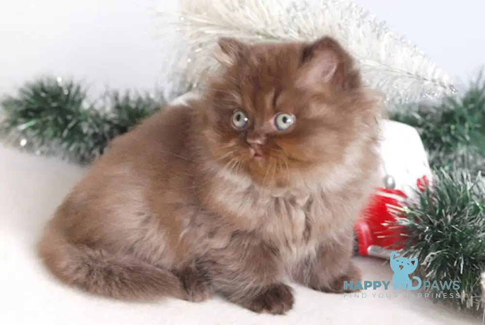 Michelle British Longhair female chocolate live animals