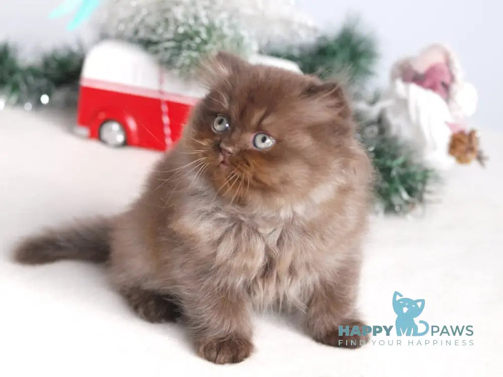 Michelle British Longhair female chocolate live animals