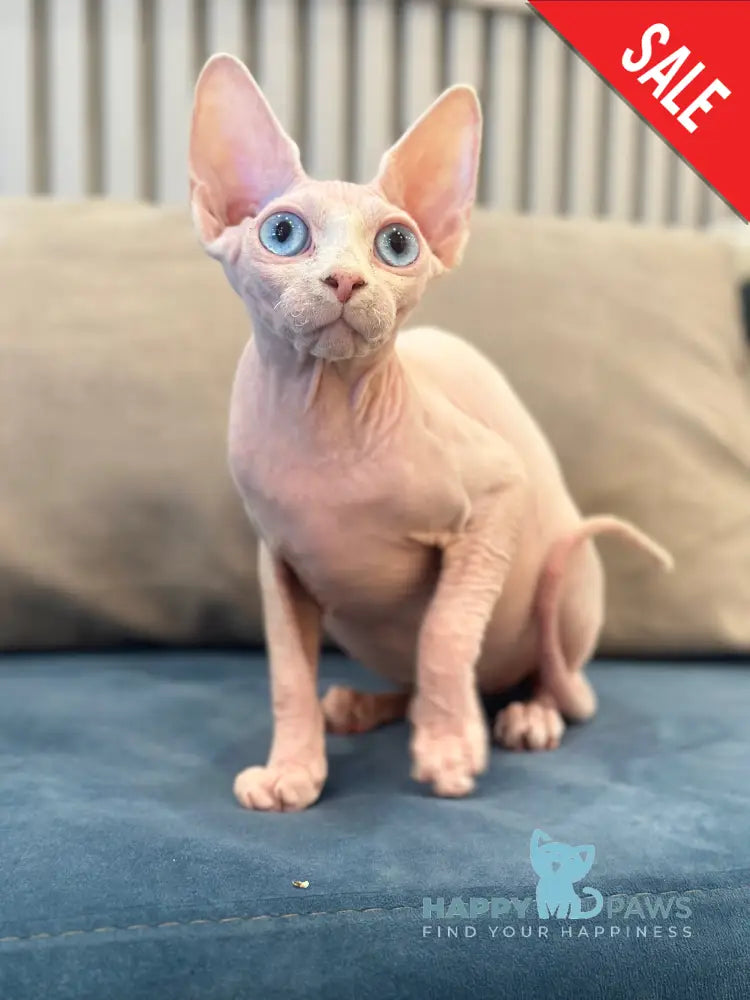 Michelle Canadian Sphynx female white live animals