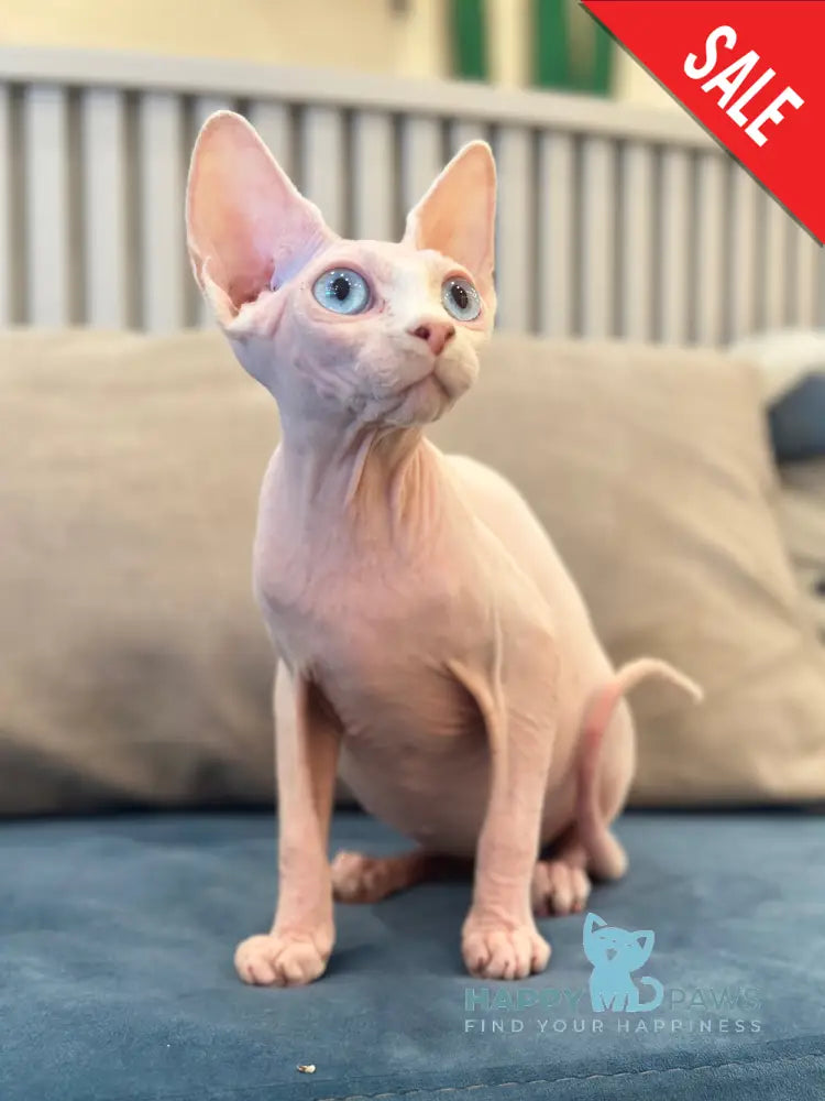 Michelle Canadian Sphynx female white live animals