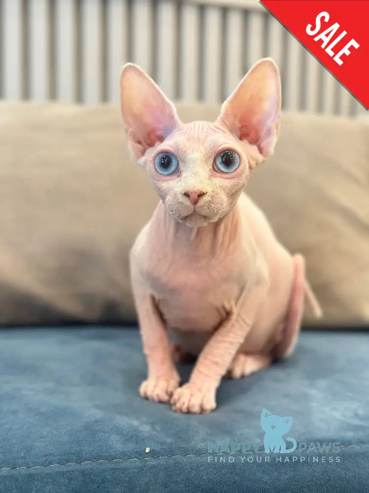 Michelle Canadian Sphynx female white live animals