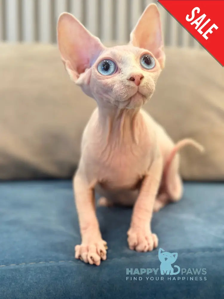Michelle Canadian Sphynx female white live animals