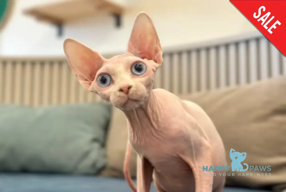 Michelle Canadian Sphynx female white live animals