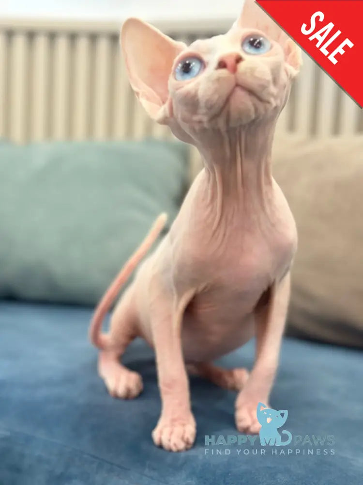Michelle Canadian Sphynx female white live animals