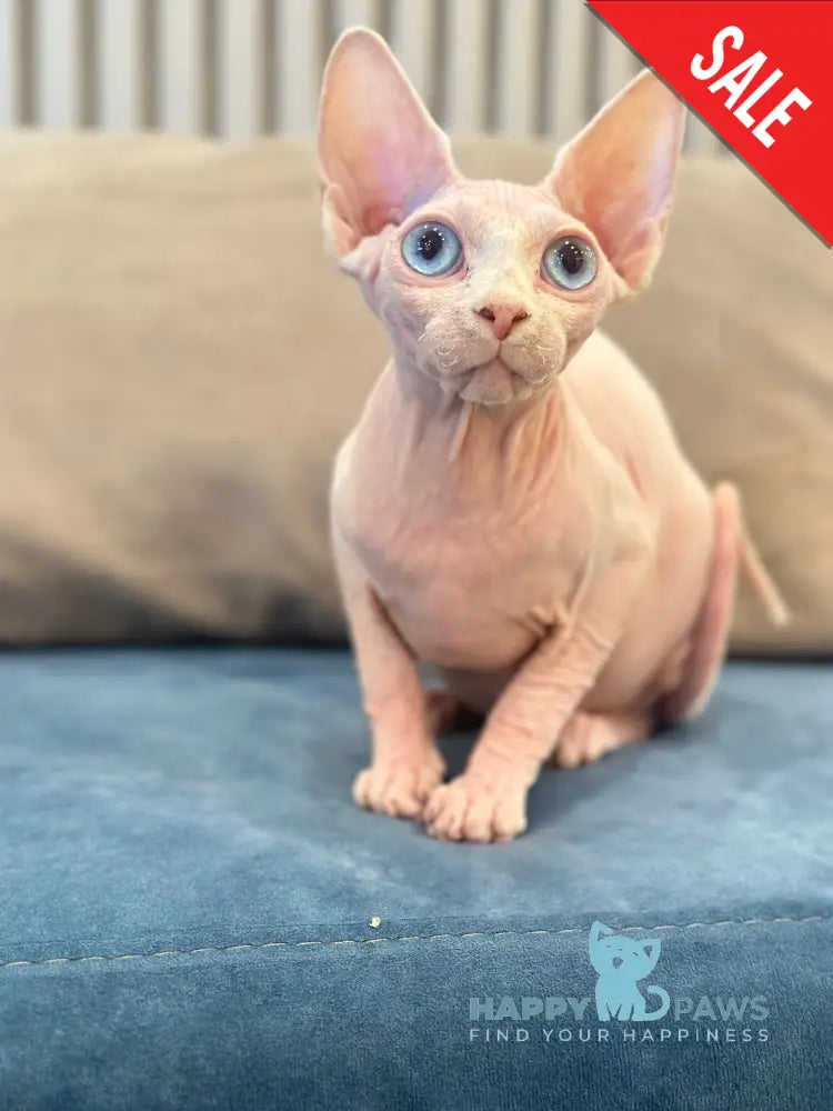 Michelle Canadian Sphynx female white live animals