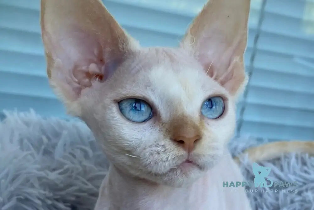 Michelle Devon Rex female cream van pointed live animals