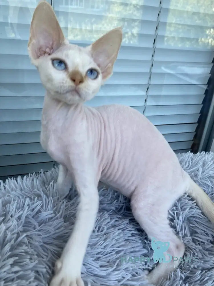 Michelle Devon Rex female cream van pointed live animals