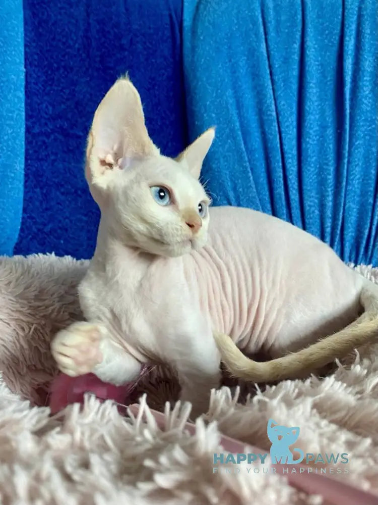 Michelle Devon Rex female cream van pointed live animals