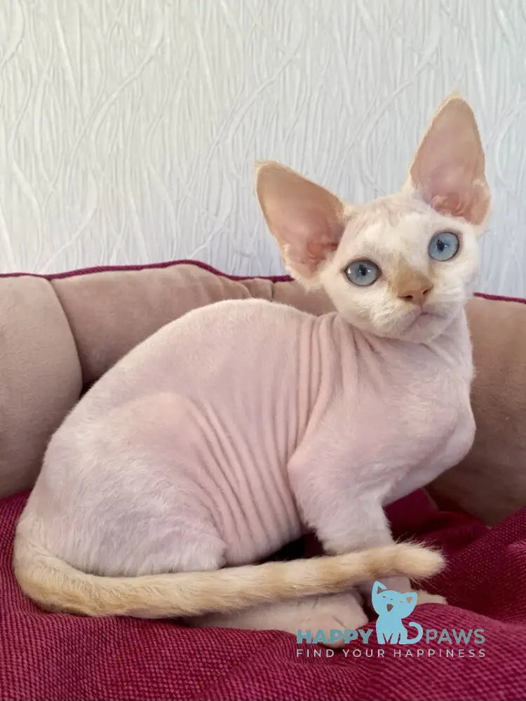 Michelle Devon Rex female cream van pointed live animals