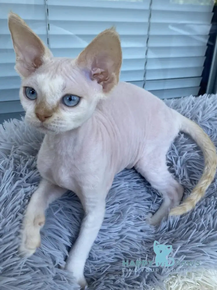 Michelle Devon Rex female cream van pointed live animals