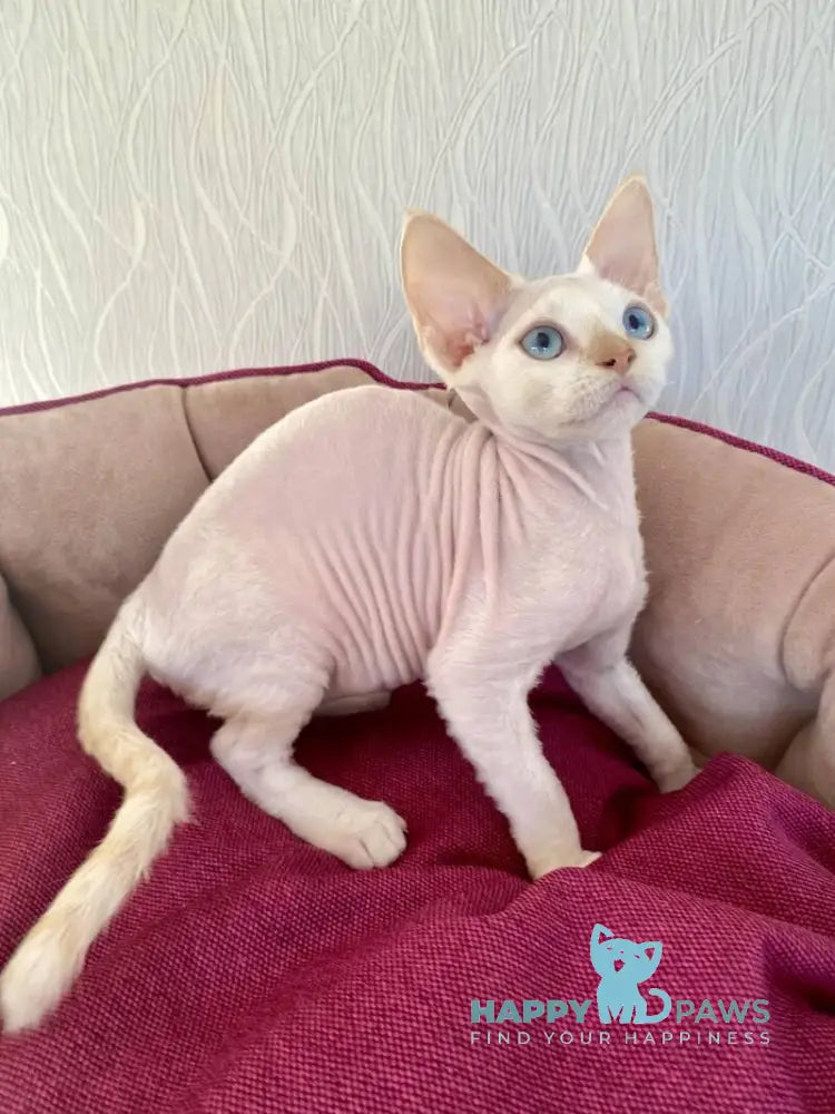 Michelle Devon Rex female cream van pointed live animals