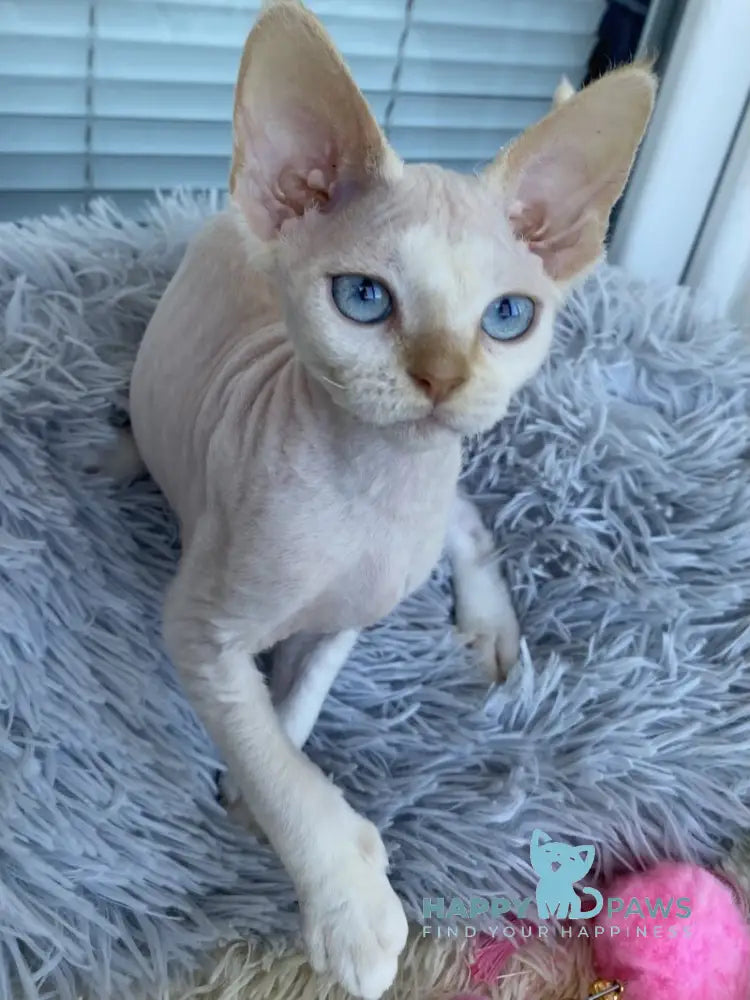 Michelle Devon Rex female cream van pointed live animals