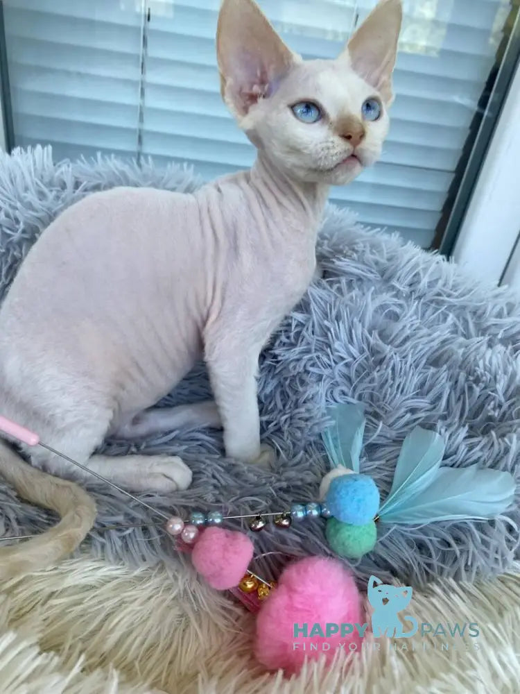 Michelle Devon Rex female cream van pointed live animals