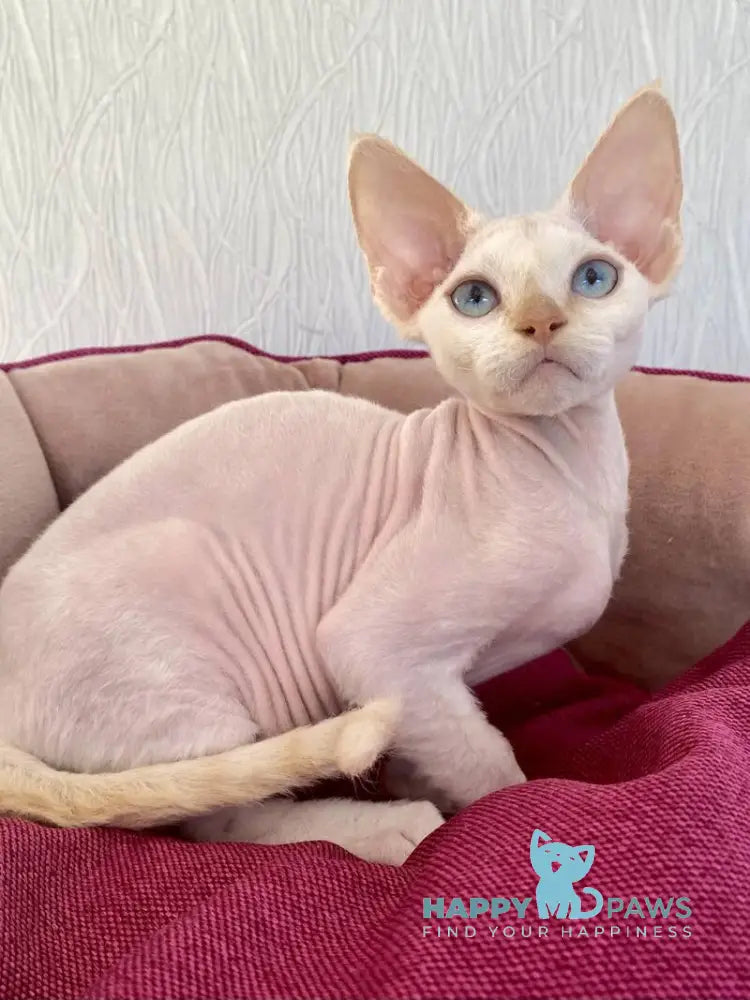 Michelle Devon Rex female cream van pointed live animals