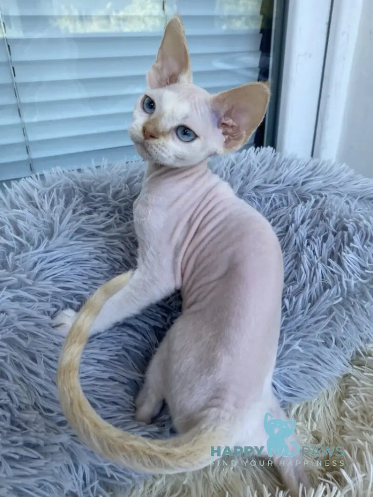 Michelle Devon Rex female cream van pointed live animals