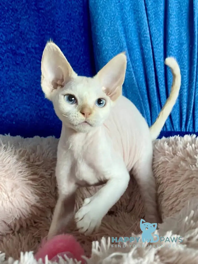 Michelle Devon Rex female cream van pointed live animals