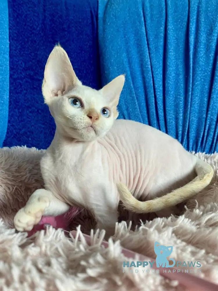 Michelle Devon Rex female cream van pointed live animals