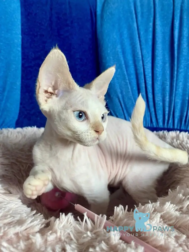 Michelle Devon Rex female cream van pointed live animals