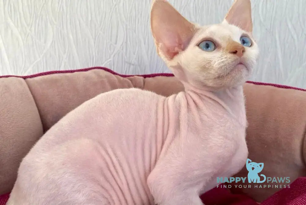 Michelle Devon Rex female cream van pointed live animals