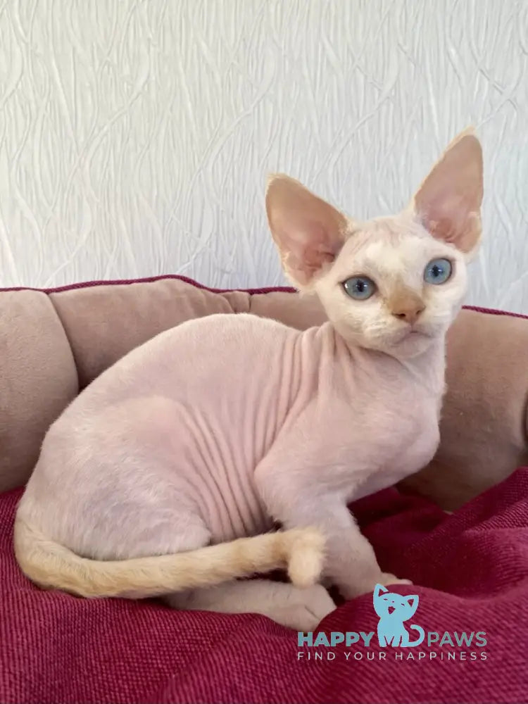 Michelle Devon Rex female cream van pointed live animals