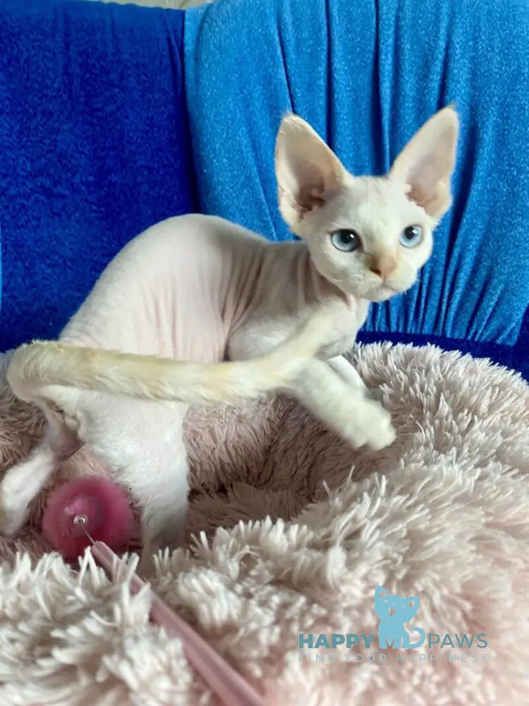 Michelle Devon Rex female cream van pointed live animals