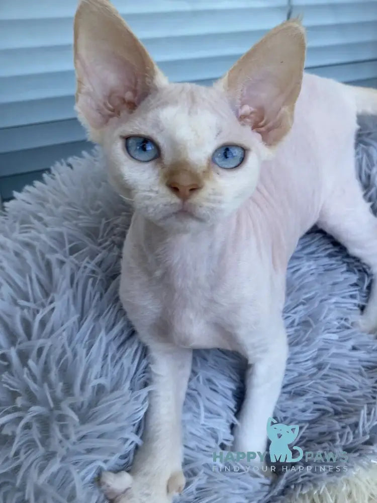 Michelle Devon Rex female cream van pointed live animals