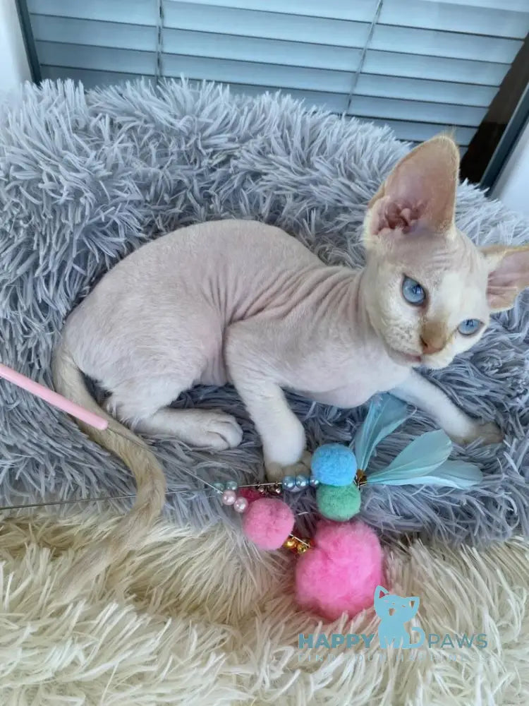 Michelle Devon Rex female cream van pointed live animals