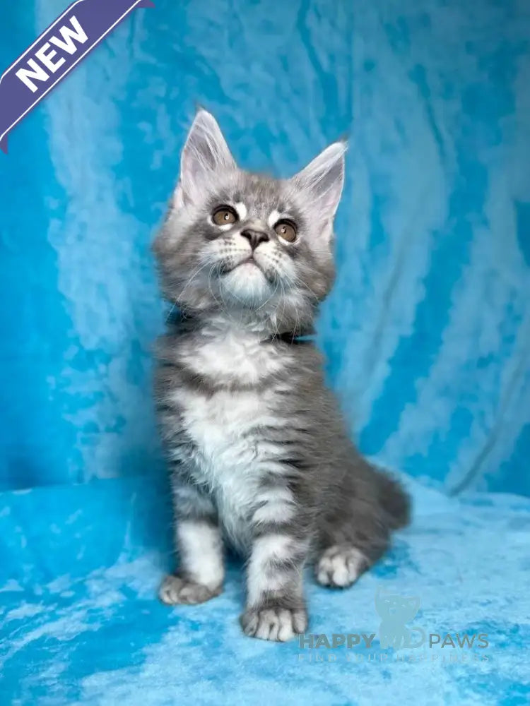 Michelle Maine Coon female blue silver tabby live animals