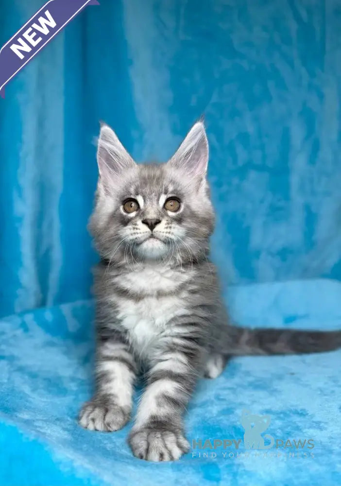 Michelle Maine Coon female blue silver tabby live animals