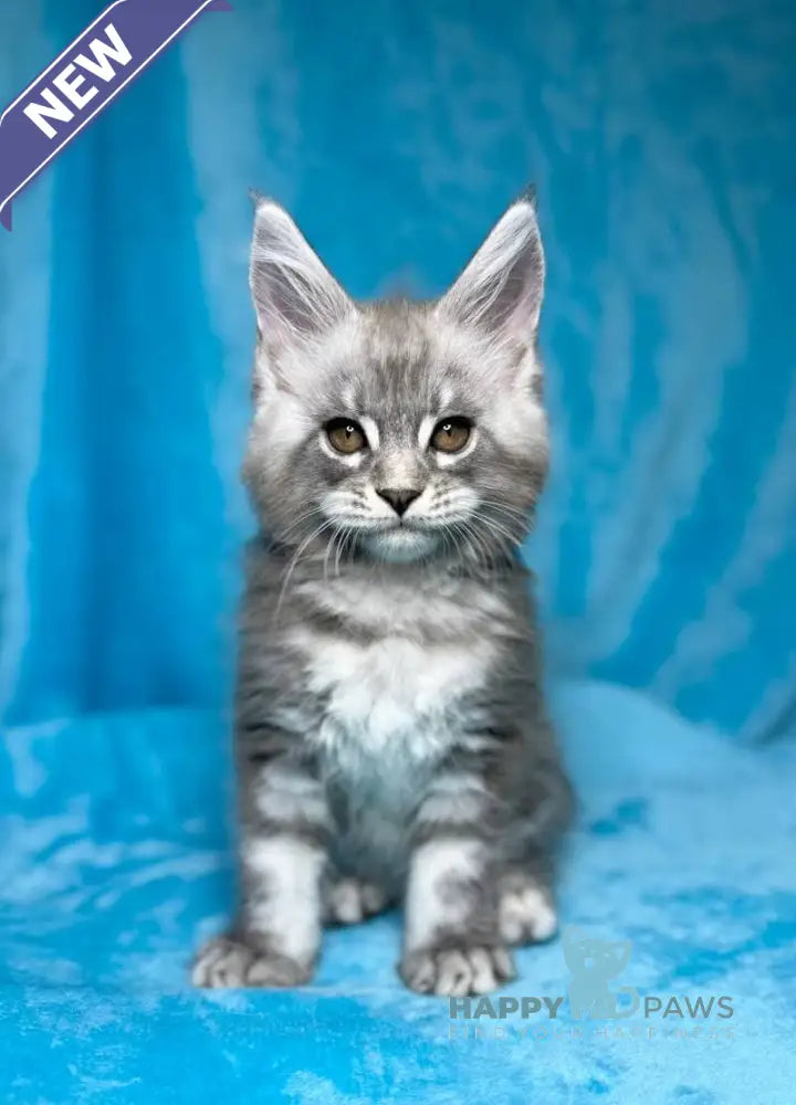 Michelle Maine Coon female blue silver tabby live animals