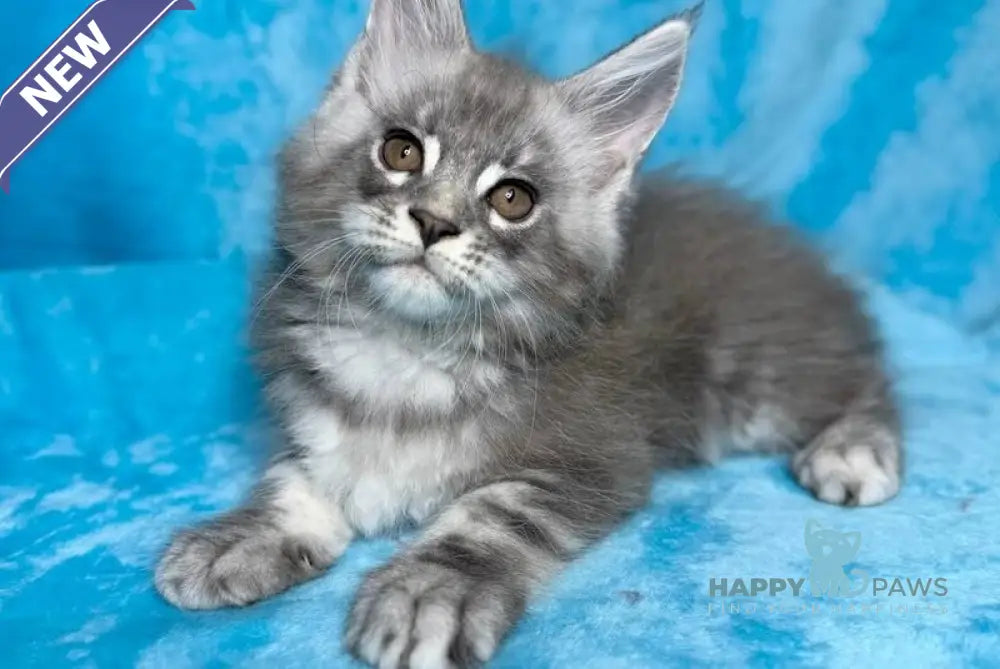 Michelle Maine Coon female blue silver tabby live animals
