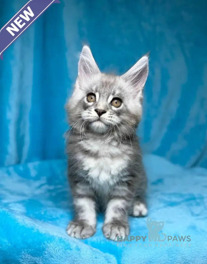 Michelle Maine Coon female blue silver tabby live animals