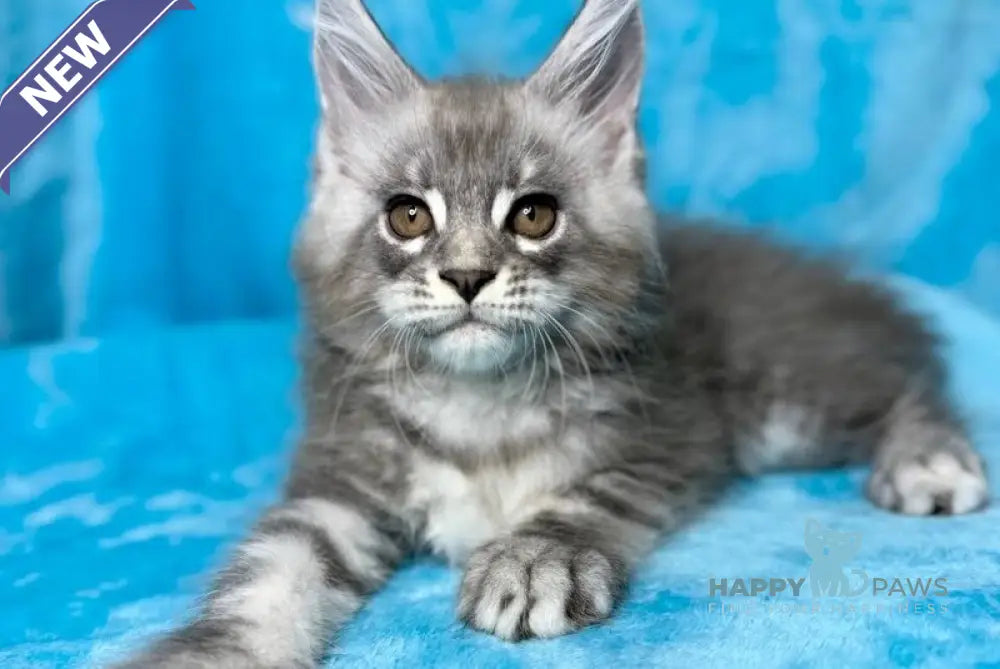 Michelle Maine Coon female blue silver tabby live animals