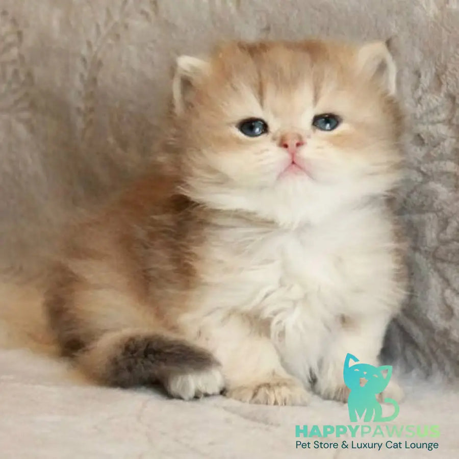 Mickey British Longhair male blue golden shaded - live animals