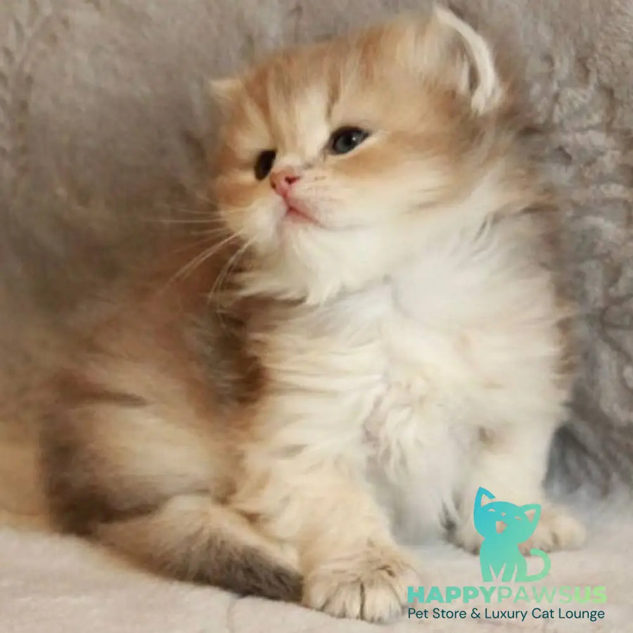 Mickey British Longhair male blue golden shaded - live animals