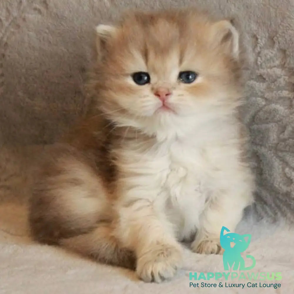 Mickey British Longhair male blue golden shaded - live animals