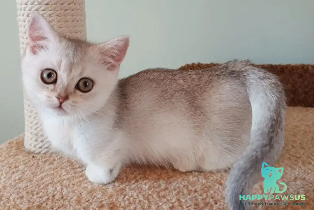 Mickey Munchkin male black silver shaded - live animals