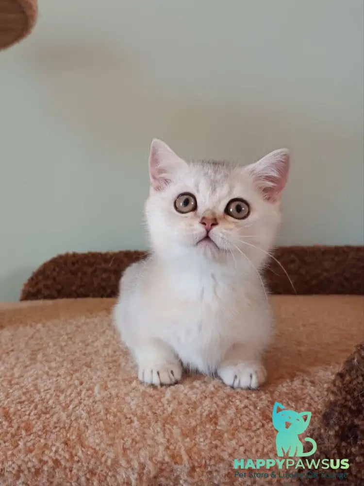 Mickey Munchkin male black silver shaded - live animals